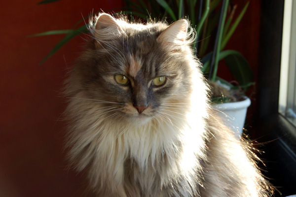 dieses Jahr fällt das Winterfell...jpg